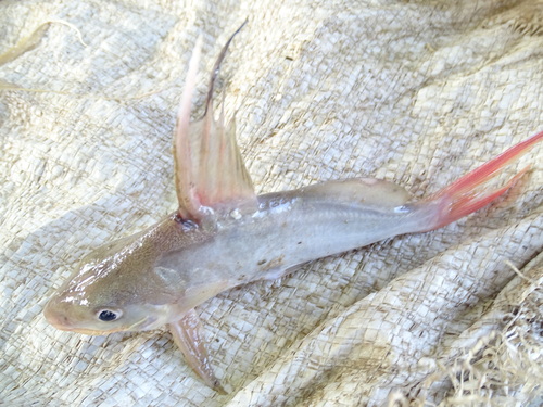 Catfish (Synodontis clarias) — Mochokidae