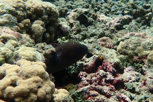 Giant moray
