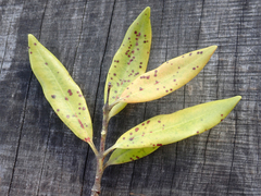 Blastacervulus metrosideri