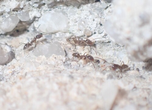 Photo of Argentine Ant (Linepithema humile)