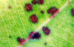 Blastacervulus metrosideri