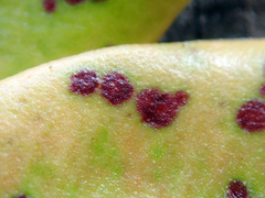 Blastacervulus metrosideri