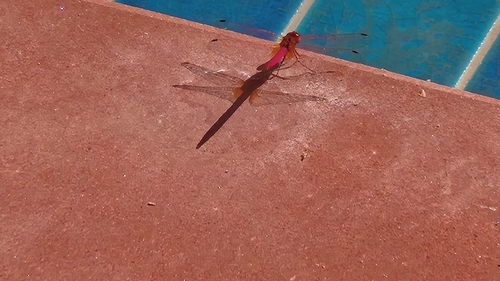 Crimson Marsh Glider
