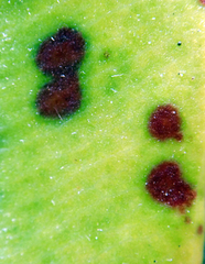 Blastacervulus metrosideri