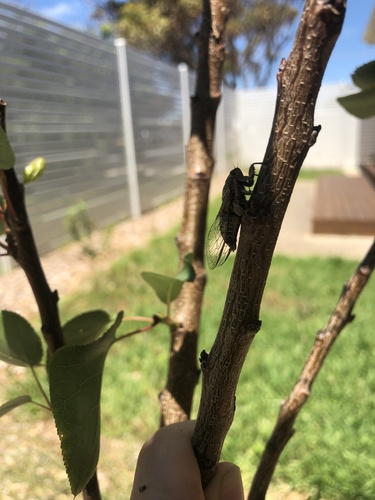 Photo of Dune Ticker Cicada (Physeema labyrinthica)