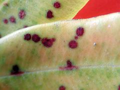 Blastacervulus metrosideri