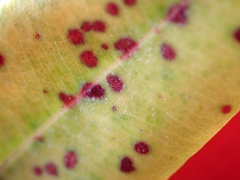 Blastacervulus metrosideri