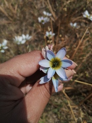 Ixia monadelpha