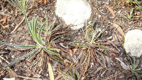 Limestone Clubrush (Ficinia truncata)