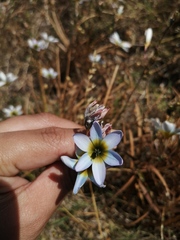Ixia monadelpha