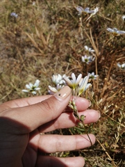 Ixia monadelpha
