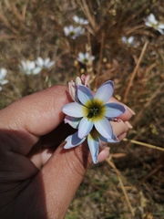 Ixia monadelpha