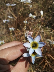 Ixia monadelpha