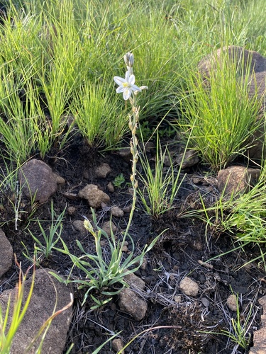 Gold Green Lily (Chlorophytum transvaalense)