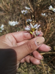 Ixia monadelpha