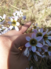Ixia monadelpha