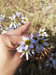 Ixia monadelpha