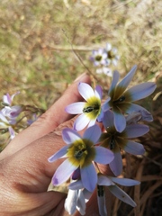 Ixia monadelpha