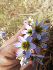 Ixia monadelpha