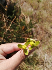 Albuca fragrans