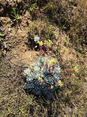 Dudleya candida
