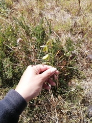 Albuca fragrans
