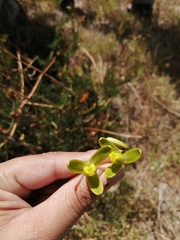 Albuca fragrans