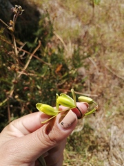 Albuca fragrans