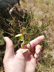Albuca fragrans