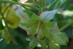 Malva occidentalis