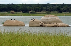 Microcarbo africanus