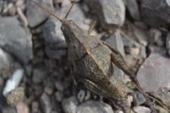 Pyrgomorphidae