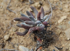 Dudleya attenuata orcuttii