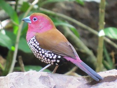 Hypargos margaritatus