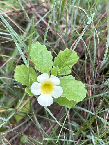 Pedalium (Pedalium murex)