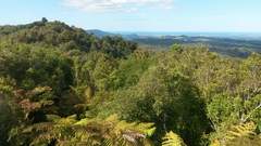 Urodynamis taitensis