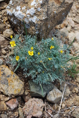Eschscholzia ramosa