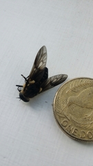 Scaptia adrel