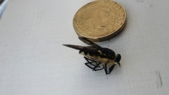 Scaptia adrel