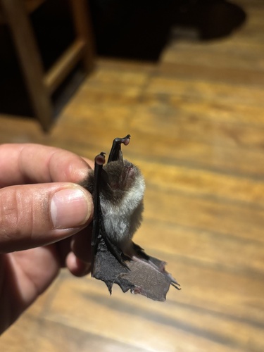 Spix's Disk-winged Bat