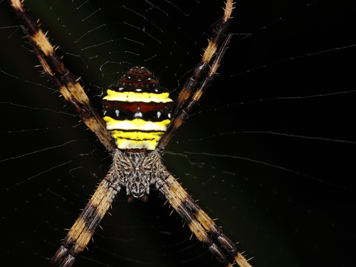 Argiope versicolor (Doleschall, 1859)