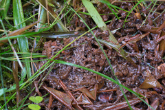 Scathophaga inquinata