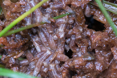 Scathophaga inquinata