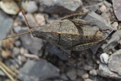 Pyrgomorphidae