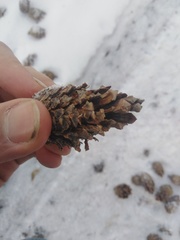 Dendrocopos major