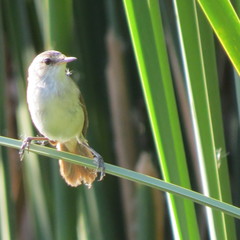 Acrocephalus gracilirostris