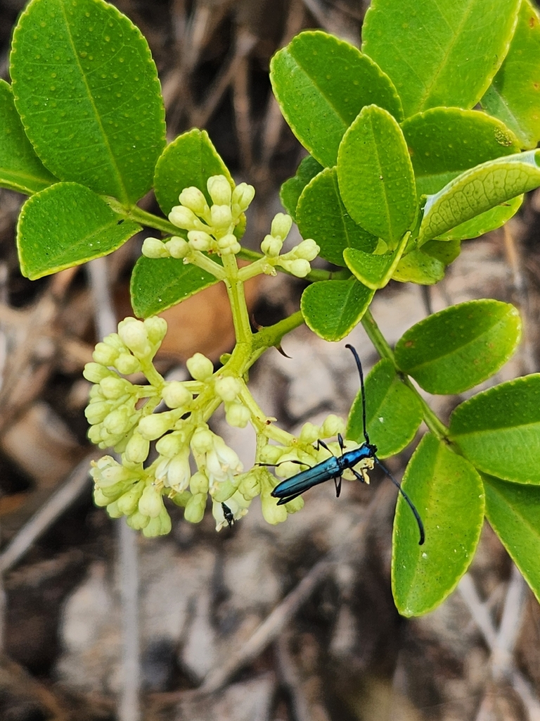 Rhopalomeces delagoanus