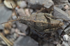 Pyrgomorphidae