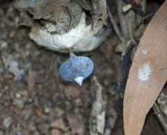 Geastrum tenuipes