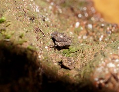 Cryptocharopa exagitans